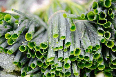 Close-up of raindrops on leaves
