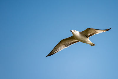 Low angle view of seagull flying in sky