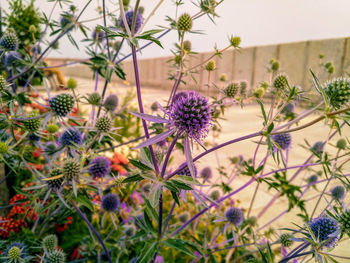 Close-up of purple flowering plants