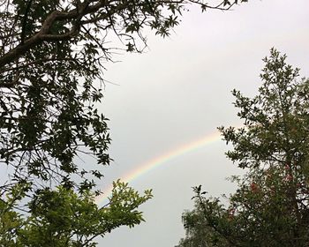 Low angle view of rainbow over trees