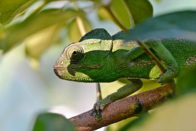 Close-up of lizard