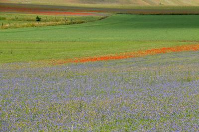 Scenic view of field