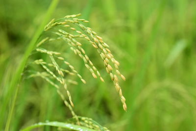 Close-up of crops growing on field