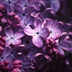 Close-up of flowers blooming outdoors