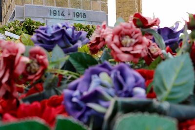 Close-up of flowers for sale