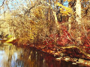 Pond in autumn