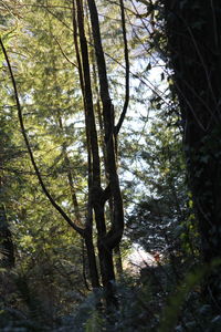 Trees in forest