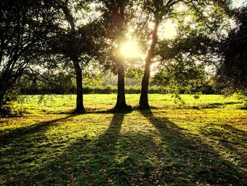 Sun shining through trees in forest