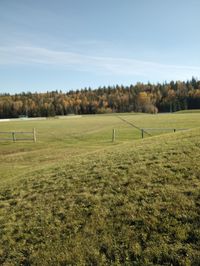 Scenic view of field against sky