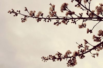 Low angle view of cherry blossom tree
