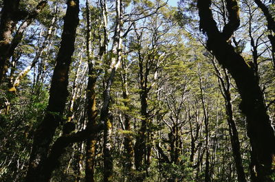 Low angle view of trees against sky