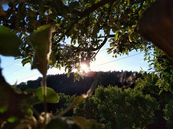 Low angle view of trees against sky