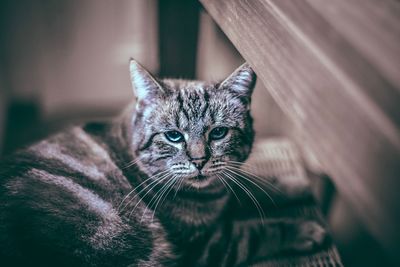 Close-up portrait of a cat