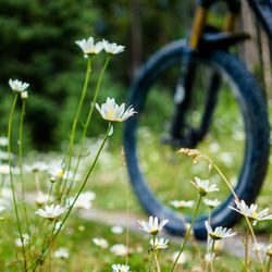 Close-up of flowers blooming outdoors