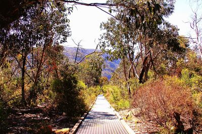 Footpath in forest