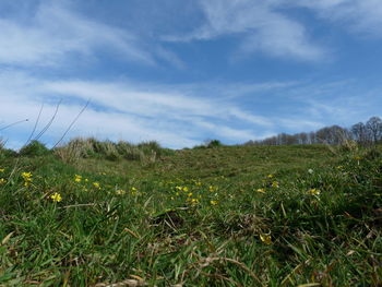 Surface level of grassy field against sky