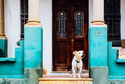 Dog barking while standing on porch