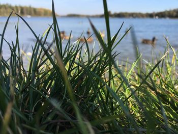 Close-up of grass on field by lake