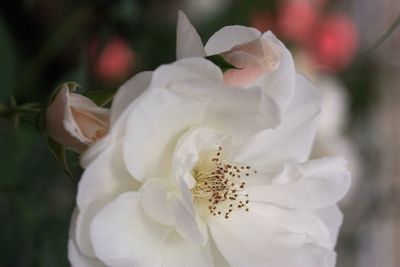 Close-up of white flowers