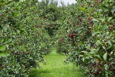 View of fruits growing on tree