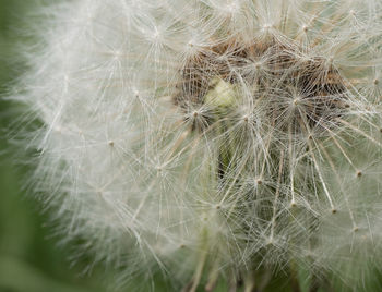 Close-up of dandelion on plant