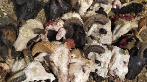 High angle view of animal