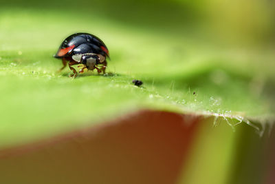 Close-up of insect on leaf