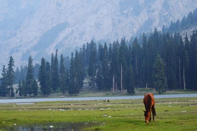 View of a horse on field