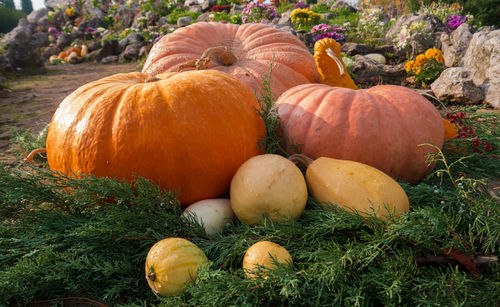 Pumpkins on field during autumn