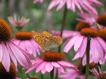 Close-up of butterfly pollinating on pink flower