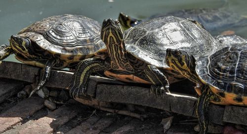 Close-up of turtles