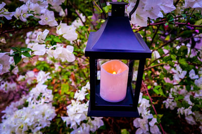 Close-up of fresh red flower in illuminated garden