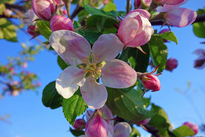 Close-up of cherry blossoms in spring