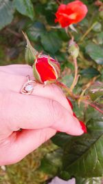 Close-up of hand holding red rose