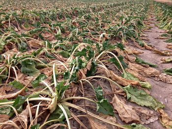 High angle view of plants on field