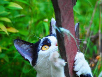 Close-up portrait of a cat