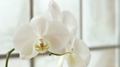 Close-up of white orchids against window at home