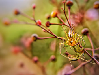 Close-up of insect on leaf