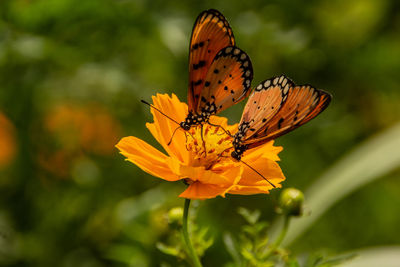 Close-up of butterfly pollinating on flower