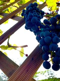 Low angle view of grapes hanging on tree against sky