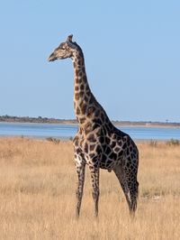 animal