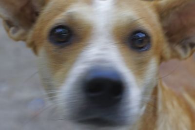 Close-up portrait of dog