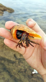 Close-up of hand holding crab