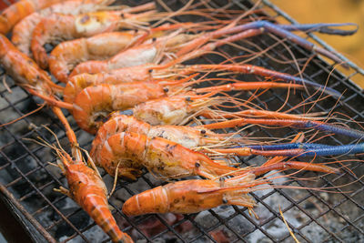 High angle view of prawns