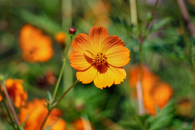 Close-up of orange flower growing in field