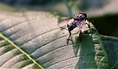 Close-up of fly on leaf