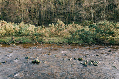 Scenic view of river flowing through forest