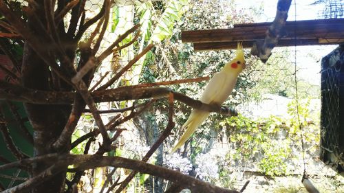 Low angle view of bird perching on tree