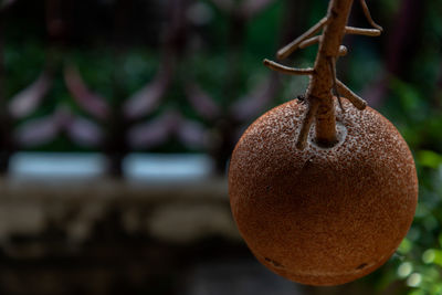 Close-up of fruits hanging on tree