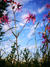 Close-up of flowers against the sky